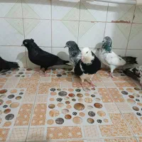 کبوتر پاکستانی و پرشی|پرنده|تهران, سعادت‌آباد|دیوار