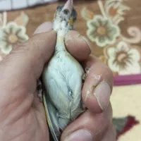 قفس سهره پاییزه|پرنده|بروجرد, |دیوار