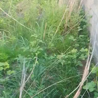 ۱۰۰مترزمین تجاری بهرکمربندی آغوزبن