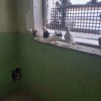 دو جفت کبوتر طوقی سالم و پشت دار|پرنده|سنقر, |دیوار