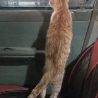 گربه بازیگوش|گربه|علی‌آباد کتول, |دیوار