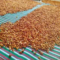 فروش سنجد تازه|خوردنی و آشامیدنی|تهران, نعمت‌آباد|دیوار