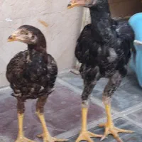 فروش‌جوجه‌مرغ وخروس‌اوشامو ومرغ‌افغان|حیوانات مزرعه|کامیاران, |دیوار