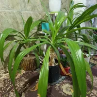 گل موزی دوتومن