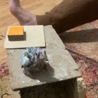 جوجه عروس هلندی