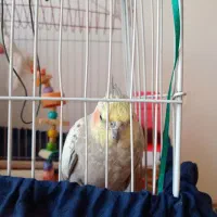 عروس هلندی ماده همراه با قفس|پرنده|ری, سیزده آبان|دیوار