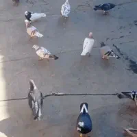 چه کفتر بوم