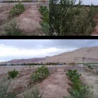 فروش-باغ-4ساله-درگرمسار