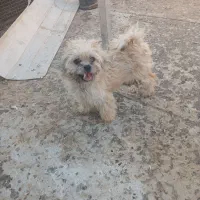 فروش سگ پاکوتاه نر و ماده شیتزو ماده شناسنامه دار