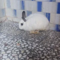 بخاطر اینکه جا ندارم میفروشمشون