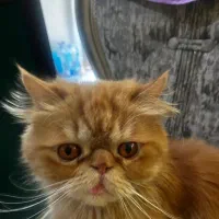 گربه گارفیلدی پرشین سوپر فلت همه چیز فهم باهوش|گربه|تبریز, |دیوار