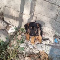 توله ژرمن کار|سگ|اطاقور, |دیوار