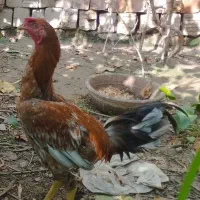خروس معاوضه با ماده مرغ