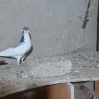 کبوترهای رنگی|پرنده|تاکستان, |دیوار