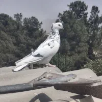 کبوتر پرشی