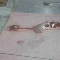 کفسابی  کف سابی سنگ سابی سنگسابی|خدمات نظافت|مهدی شهر, |دیوار