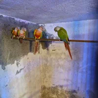 گرینچیک مولد|پرنده|میاندوآب, |دیوار