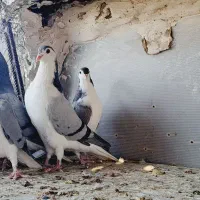 بدرنگ|پرنده|شهرضا, |دیوار