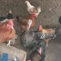 بوقلمون ماده