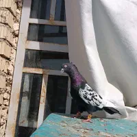 کفتر سینه سیاه|پرنده|داراب, |دیوار