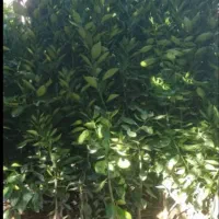 لیمو درنمونه های مختلف|گل و گیاه طبیعی|اهواز, دانشگاه چمران|دیوار