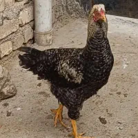 نیمچه گلین و نیمچه محلی|حیوانات مزرعه|سنقر, |دیوار