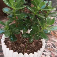 تعدادی گل|گل و گیاه طبیعی|رشت, کوی فکوری|دیوار