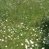 زمین-اجاره-ای