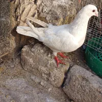 کفتر|کلکسیون اشیاء عتیقه|مشهد, فدک|دیوار