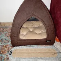 واگذاری بچه گربه نر اسکاتیش فولد|گربه|همدان, |دیوار