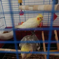 یه جفت عروس هلندی همراه با قفس
