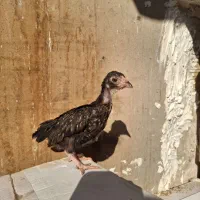 جوجه مرغ و خروس لاری کوشامو.مینیاتوری.|حیوانات مزرعه|مشهد, شهید بهشتی|دیوار