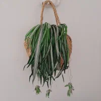 گل گندمی