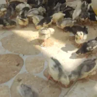 جوجه مرغ گلین