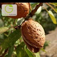 نهال بادام و زرد الو پایه 15000