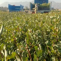 نهال پسته گلدانی|خدمات باغبانی و درختکاری|اردستان, |دیوار