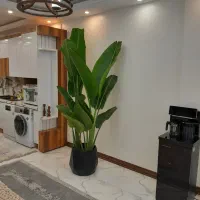 گل و گیاه آپارتمانی