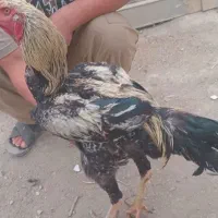 خروس