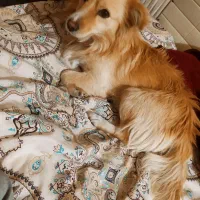 سگ اشپیتز روباهی