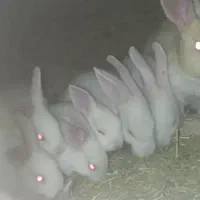 خرگوش فروشی