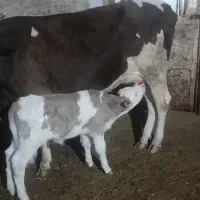 گاو شیری|حیوانات مزرعه|سراب, |دیوار