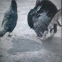 قو قازیک میلیون