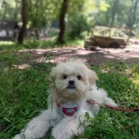 سگ شیتزو فلت عروسکی