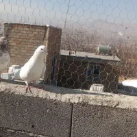 کبوتر|پرنده|سنندج, |دیوار