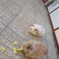 خر گوش خارجی|موش و خرگوش|خمینیشهر, |دیوار