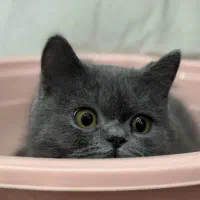 پیدا شدن گربه