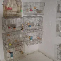 مولد و پرستار|پرنده|پاکدشت, پاکدشت (مامازند)|دیوار