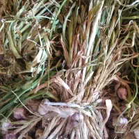 فروش سیر