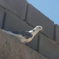 گم شده