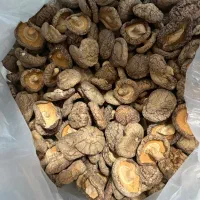 قارچ شیتاکه اصل
